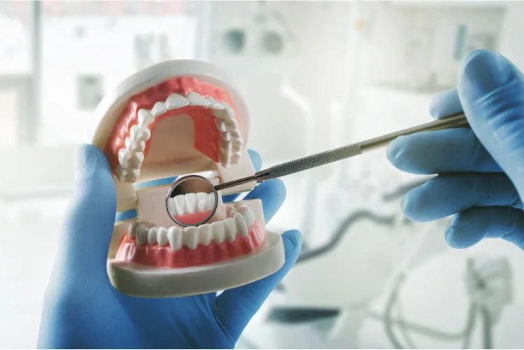 Um dentista examinando um modelo dentário